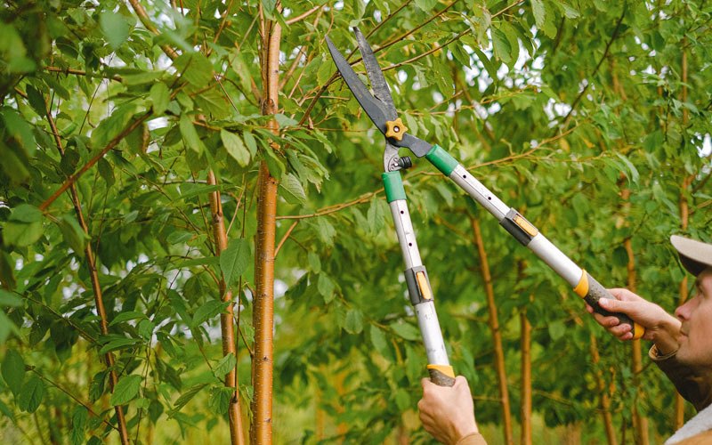 Tree trimming in Cobden, IL